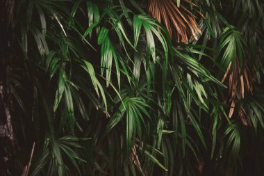 Ormanda yapraklar, tropik yeşil yapraklı dikey bahçenin güzel doğa arka planı.