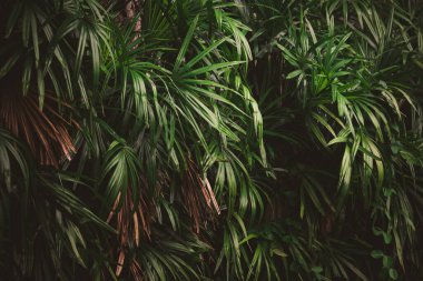 Ormanda yapraklar, tropik yeşil yapraklı dikey bahçenin güzel doğa arka planı.