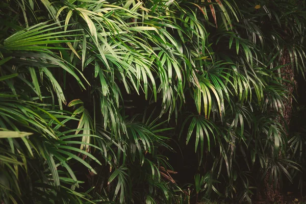 Hojas Bosque Hermoso Fondo Natural Jardín Vertical Con Hoja Verde —  Fotos de Stock