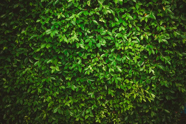 Blätter Wald Schöne Natur Hintergrund Der Vertikalen Garten Mit Tropischen — Stockfoto