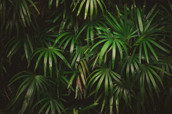 Hojas Bosque Hermoso Fondo Natural Jardín Vertical Con Hoja Verde —  Fotos de Stock