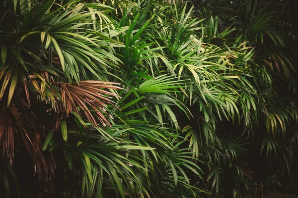 Bladeren Het Bos Prachtige Natuur Achtergrond Van Verticale Tuin Met — Stockfoto