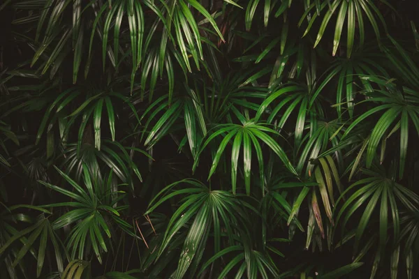 Liście Lesie Piękne Tło Natury Pionowego Ogrodu Tropikalnym Zielonym Liściem — Zdjęcie stockowe
