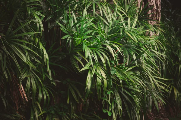 Hojas Bosque Hermoso Fondo Natural Jardín Vertical Con Hoja Verde —  Fotos de Stock