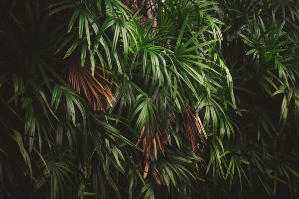 Feuilles Dans Forêt Beau Fond Naturel Jardin Vertical Avec Des — Photo