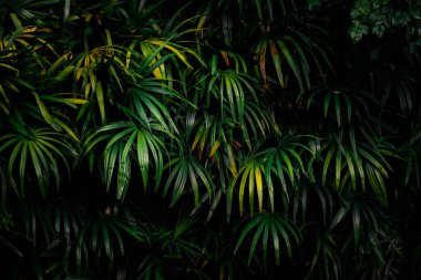 Ormanda yapraklar, tropik yeşil yapraklı dikey bahçenin güzel doğa arka planı.