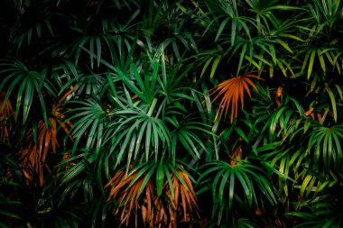 Ormanda yapraklar, tropik yeşil yapraklı dikey bahçenin güzel doğa arka planı.