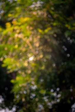 bokeh ampul ağaçları arkaplanı bulanıklaştırır güzel aktif soyut arkaplan