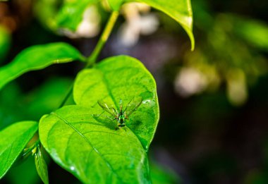 Doğal yeşil ormandaki yapraklar üzerindeki böcekler.
