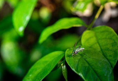 Doğal yeşil ormandaki yapraklar üzerindeki böcekler.
