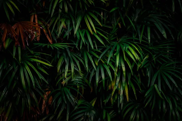 Φύλλα Στο Δάσος Όμορφη Φύση Φόντο Του Κάθετου Κήπου Τροπικό — Φωτογραφία Αρχείου