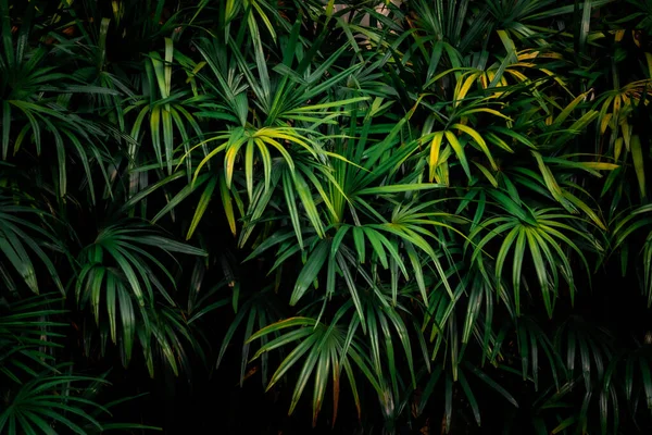 Folhas Floresta Bela Natureza Fundo Jardim Vertical Com Folha Verde — Fotografia de Stock