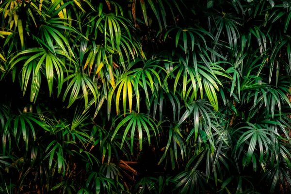 Blad Skogen Vacker Natur Bakgrund Vertikal Trädgård Med Tropiska Gröna — Stockfoto