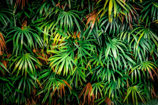 Liście Lesie Piękne Tło Natury Pionowego Ogrodu Tropikalnym Zielonym Liściem — Zdjęcie stockowe