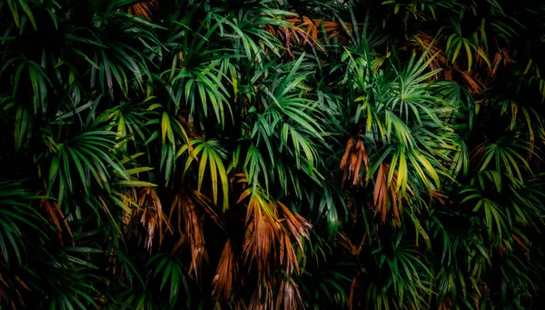 Leaves Forest Beautiful Nature Background Vertical Garden Tropical Green Leaf — Stock Photo, Image