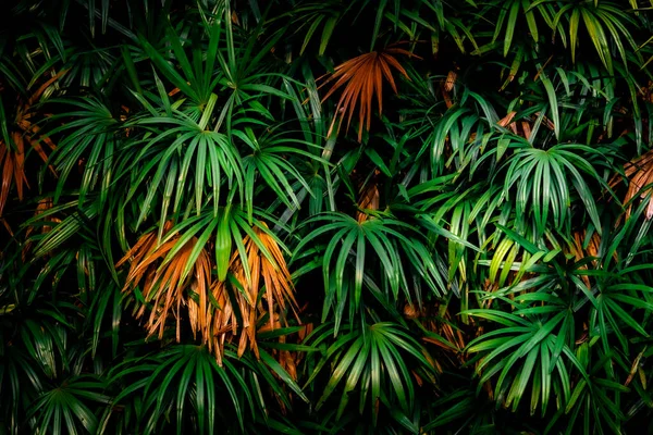 Listy Lese Krásná Příroda Pozadí Vertikální Zahrady Tropickým Zeleným Listem — Stock fotografie