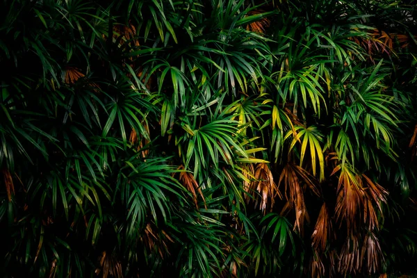 Blätter Wald Schöne Natur Hintergrund Der Vertikalen Garten Mit Tropischen — Stockfoto