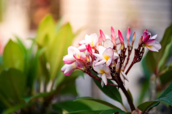 Frangipani Çim Tarlası Yapraklar — Stok fotoğraf