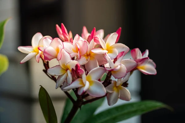 Frangipani Çim Tarlası Yapraklar — Stok fotoğraf