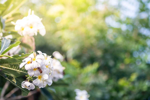 Frangipani Trawa Polna Liście — Zdjęcie stockowe