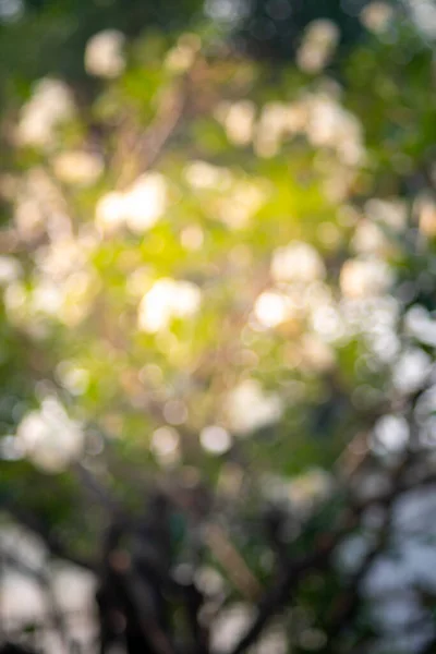Bokeh Glühbirne Bäume Verschwimmen Hintergrund Schöne Aktive Abstrakte Hintergrund — Stockfoto
