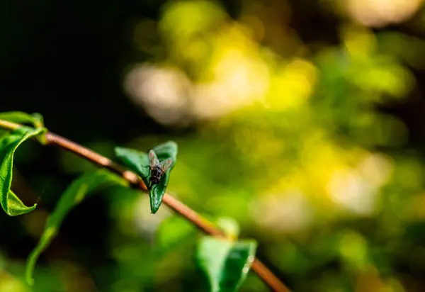 Έντομα Φύλλα Φυσικό Αειθαλές Δάσος — Φωτογραφία Αρχείου
