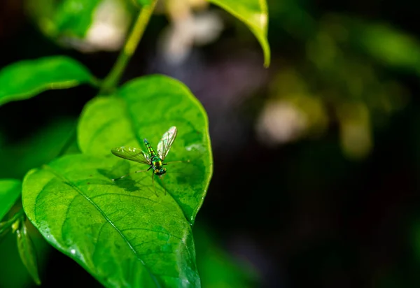 天然常緑樹林の葉に昆虫 — ストック写真