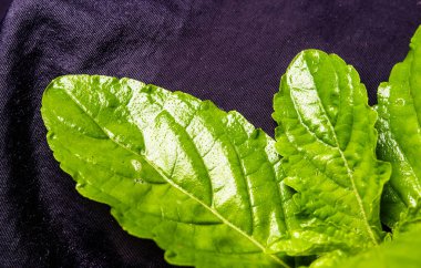 Basil Asya sokak yemekleri siyah arka planda kırpma yolu ile yalıtılmış.