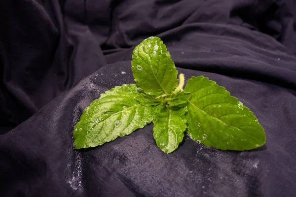 basil Asian street food leaves isolated on black background with clipping path.