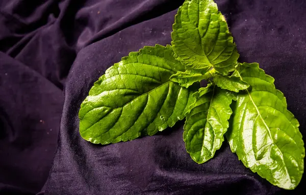 basil Asian street food leaves isolated on black background with clipping path.