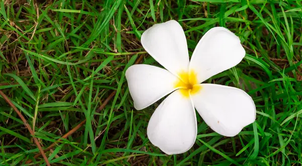Λευκά Λουλούδια Στο Γρασίδι Πράσινο Φύση — Φωτογραφία Αρχείου