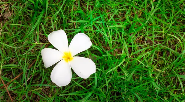 Çimlerin Üzerinde Beyaz Çiçekler Yeşil Doğa — Stok fotoğraf