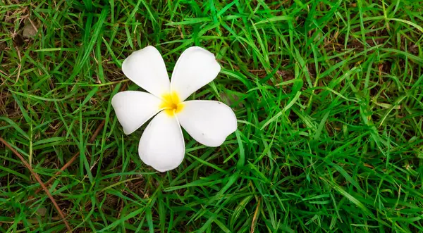 White Flowers Grass Green Nature Royalty Free Stock Images