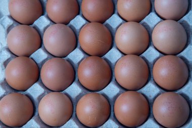 Sistemde tavuk yumurtası, kapalı çiftlik, ulaşım sistemi, organik, organik