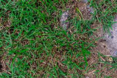 yeşil Asya çimen arkaplan resmi doğa