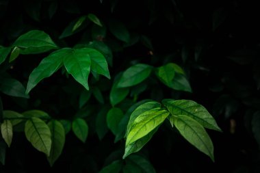 Yeşil yapraklar desen arkaplan, Doğal arkaplan ve duvar kağıdı