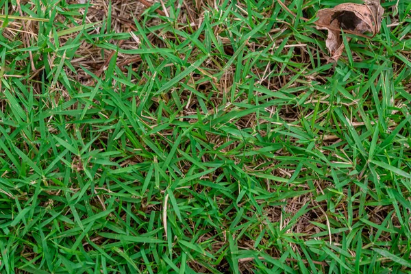 Grün Asien Gras Hintergrund Bild Natur — Stockfoto