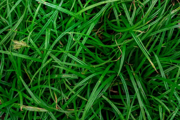 Green Asia Grass Background Picture Nature — Stock Photo, Image