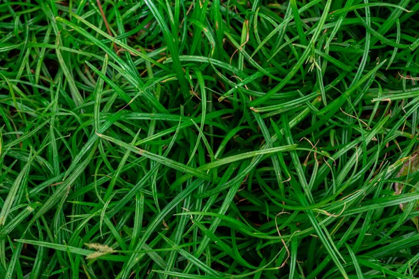 Verde Asiatico Erba Sfondo Immagine Natura — Foto Stock