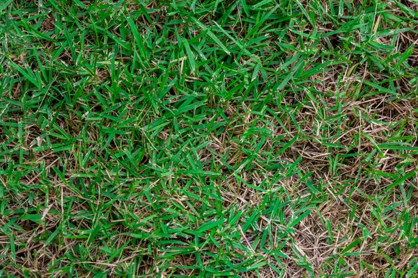 Grün Asien Gras Hintergrund Bild Natur — Stockfoto