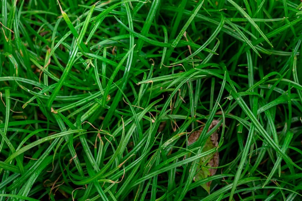 Verde Asiatico Erba Sfondo Immagine Natura — Foto Stock