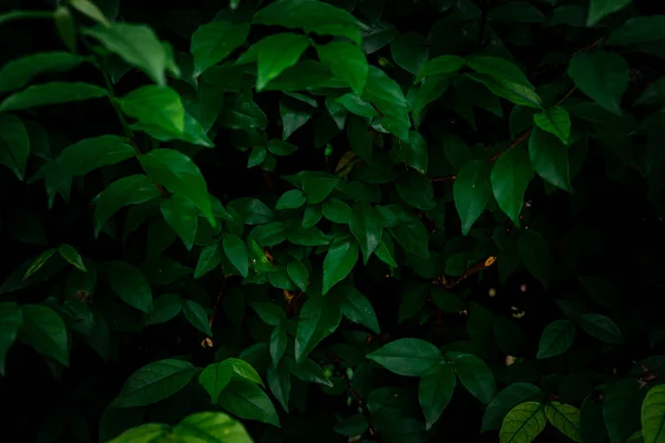 Πράσινο Φύλλα Μοτίβο Φόντο Φυσικό Φόντο Και Ταπετσαρία — Φωτογραφία Αρχείου