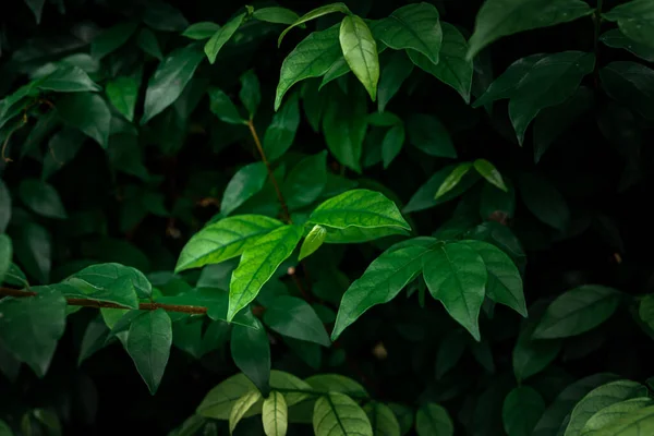 Fondo Patrón Hojas Verdes Fondo Natural Fondo Pantalla — Foto de Stock