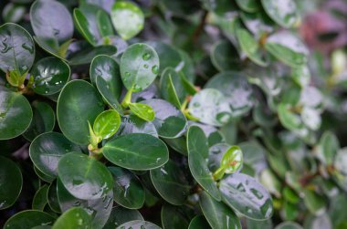 Yeşil yapraklar desen arkaplan, Doğal arkaplan ve duvar kağıdı