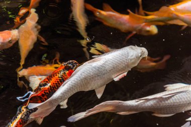 Beautiful koi fish. Farm work. Closed system. ornamental fish for export