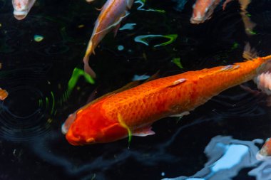 Beautiful koi fish. Farm work. Closed system. ornamental fish for export