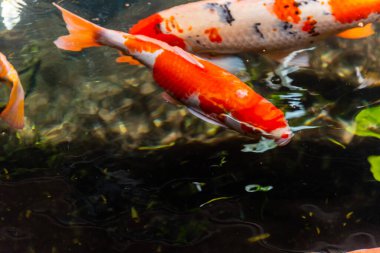 Beautiful koi fish. Farm work. Closed system. ornamental fish for export