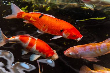 Beautiful koi fish. Farm work. Closed system. ornamental fish for export