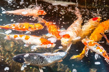 Beautiful koi fish. Farm work. Closed system. ornamental fish for export