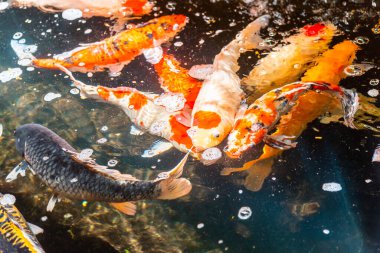 Beautiful koi fish. Farm work. Closed system. ornamental fish for export